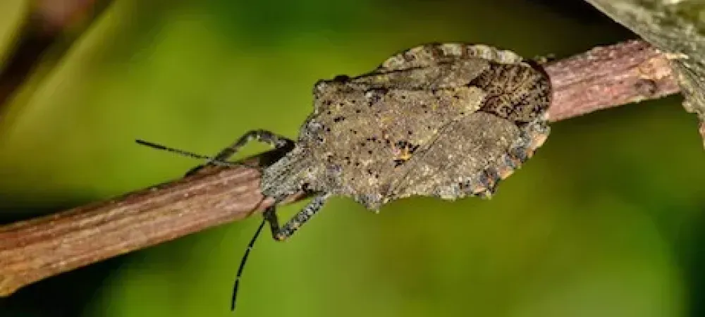 stink bug