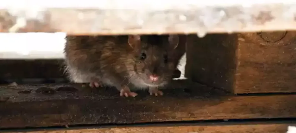 rodent hiding