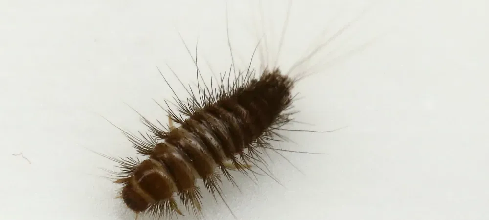 carpet beetle