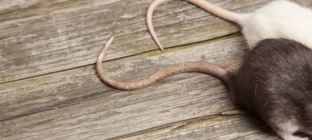 mouse tails