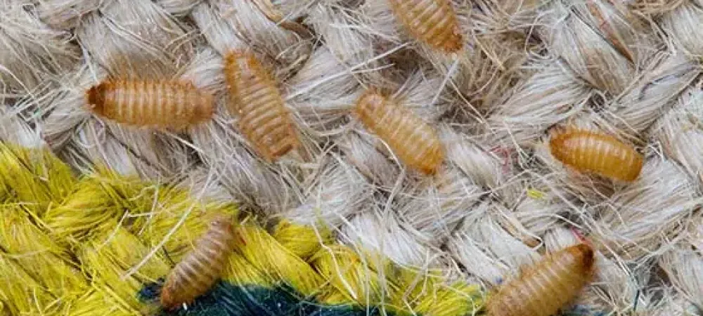 carpet beetles
