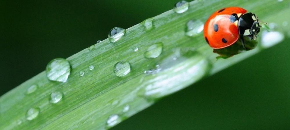 ladybug