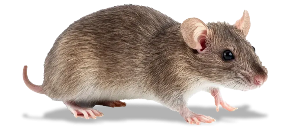 rodent