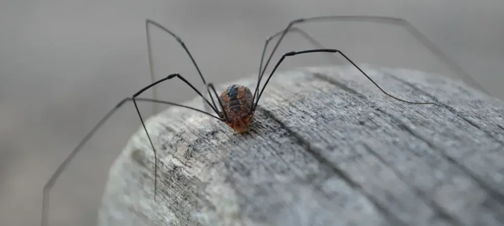 spider