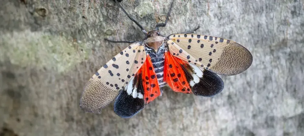 spotted lanterfly