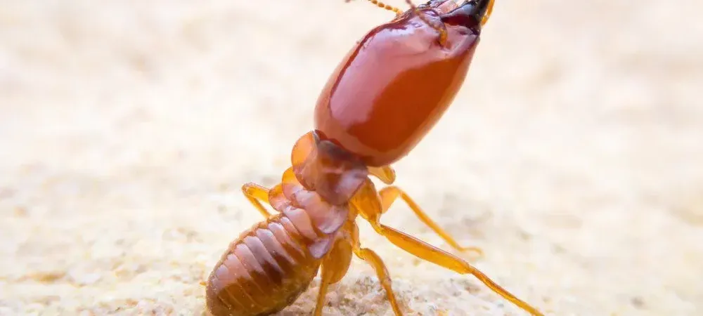 termite