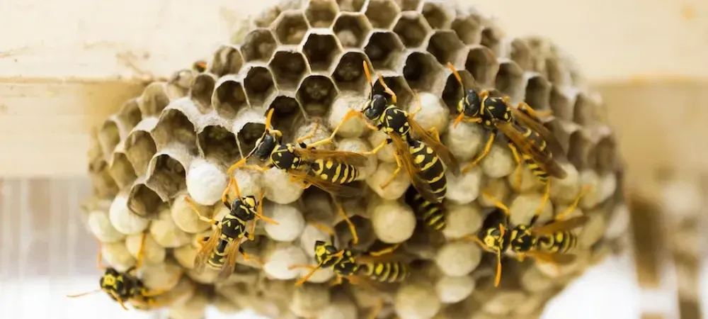 hive