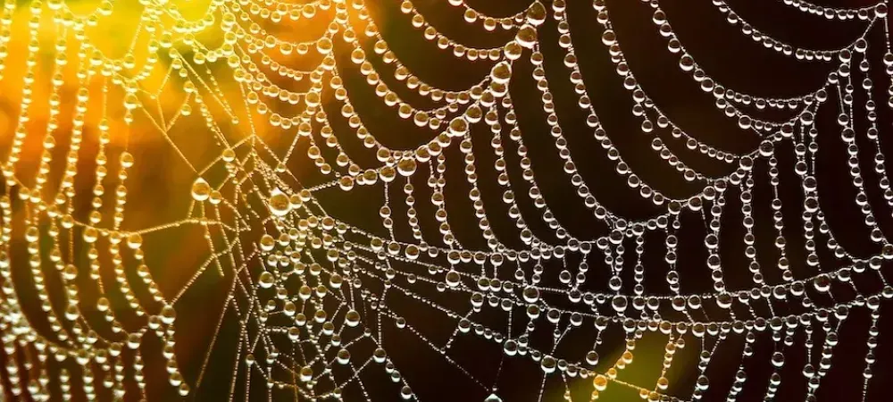 spider web