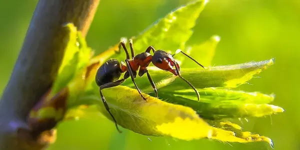 Ant sitting on a leaf