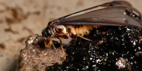 adult termite