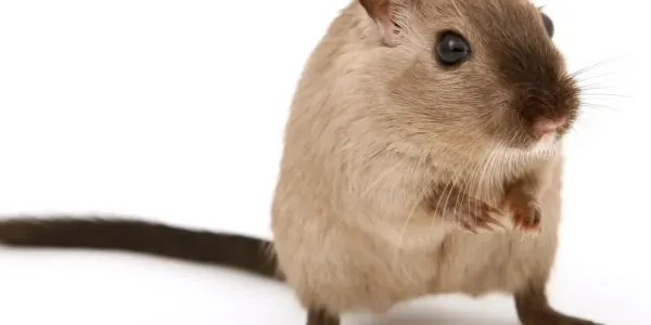 mouse