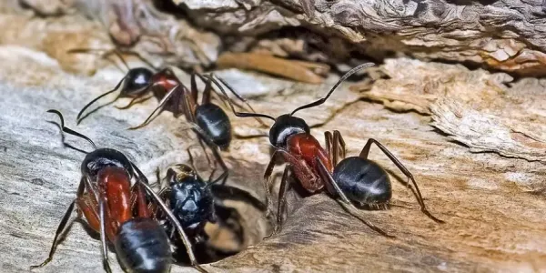 ants