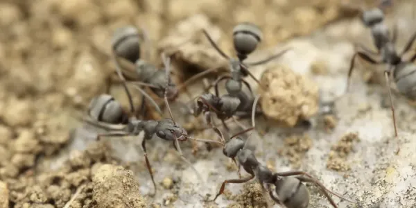 ants