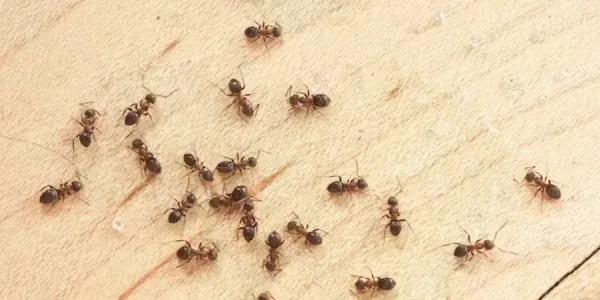 ants on floor
