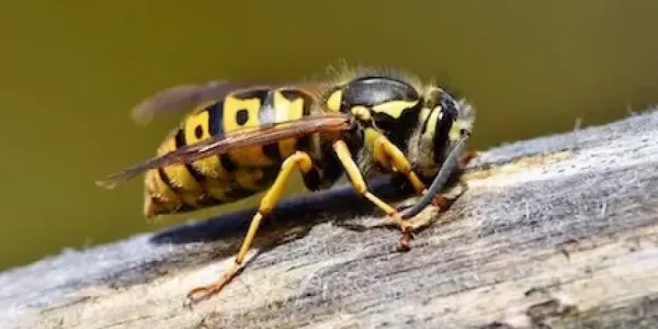 hornet