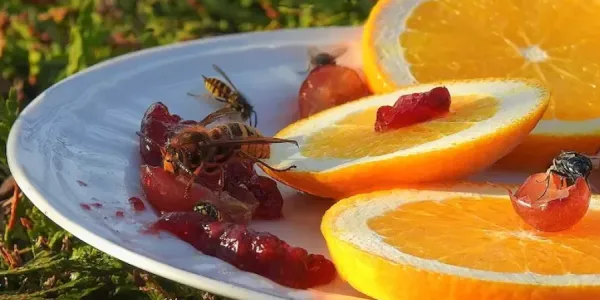 insects on fruit