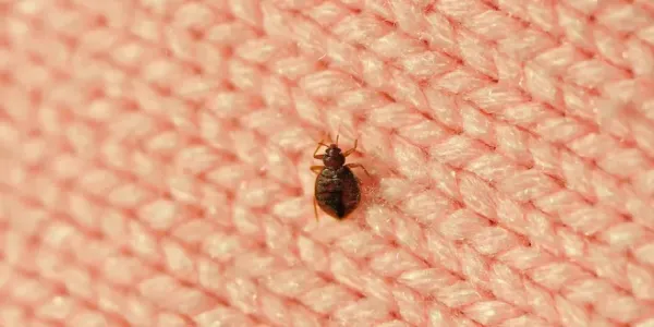 bed bug