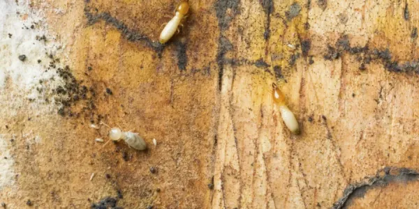 termites