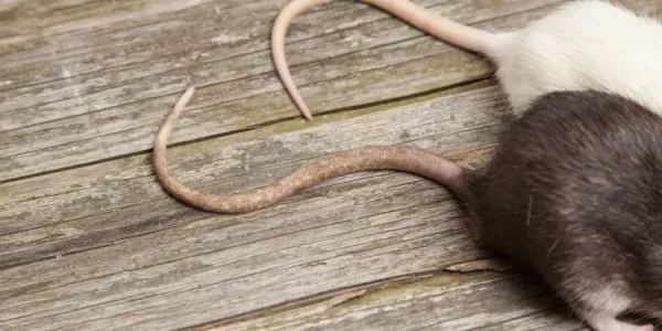 mouse tails