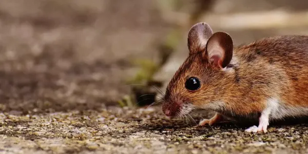 mouse