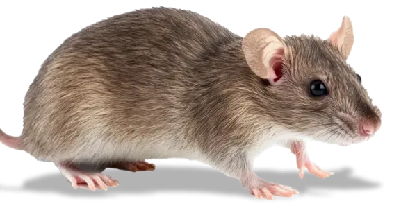 rodent