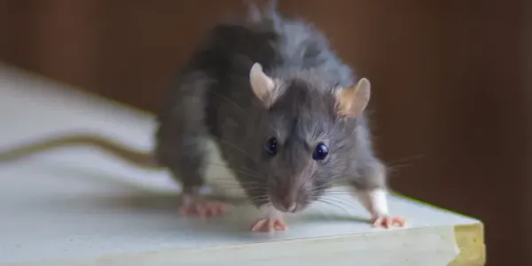 rodent on counter