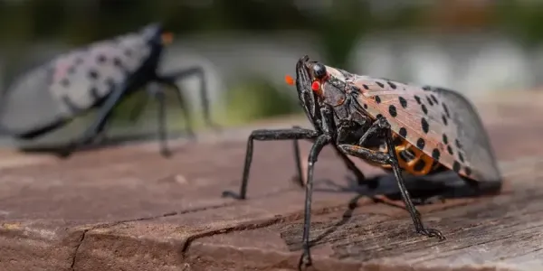 spotted lanternfly
