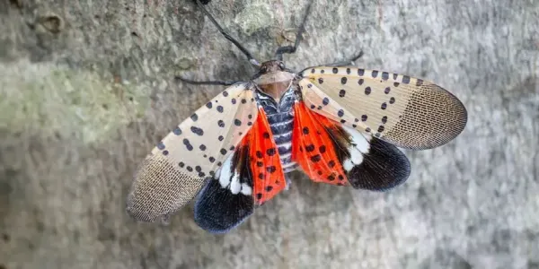 spotted lanterfly