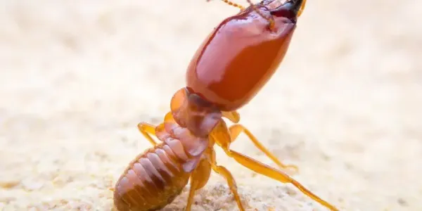 termite