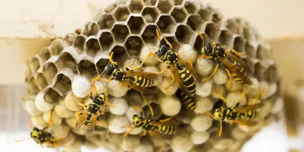 hive