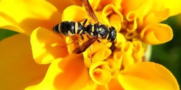 wasp