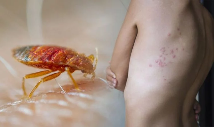 Carpet Beetles Vs Bed Bugs What Has