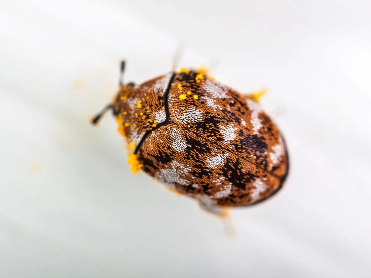 Are Carpet Beetles Harmful