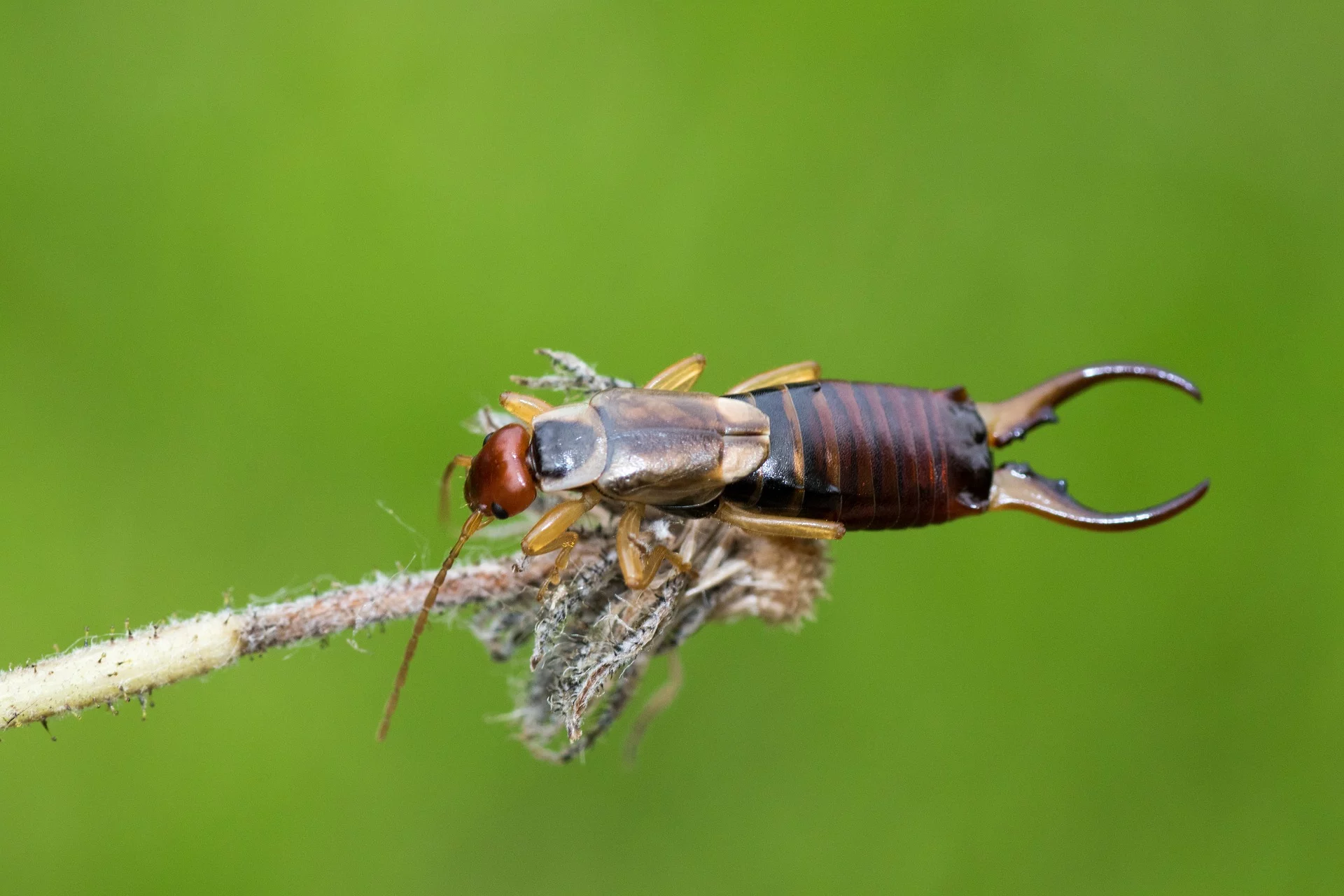 Are The Earwig Urban Legends True?