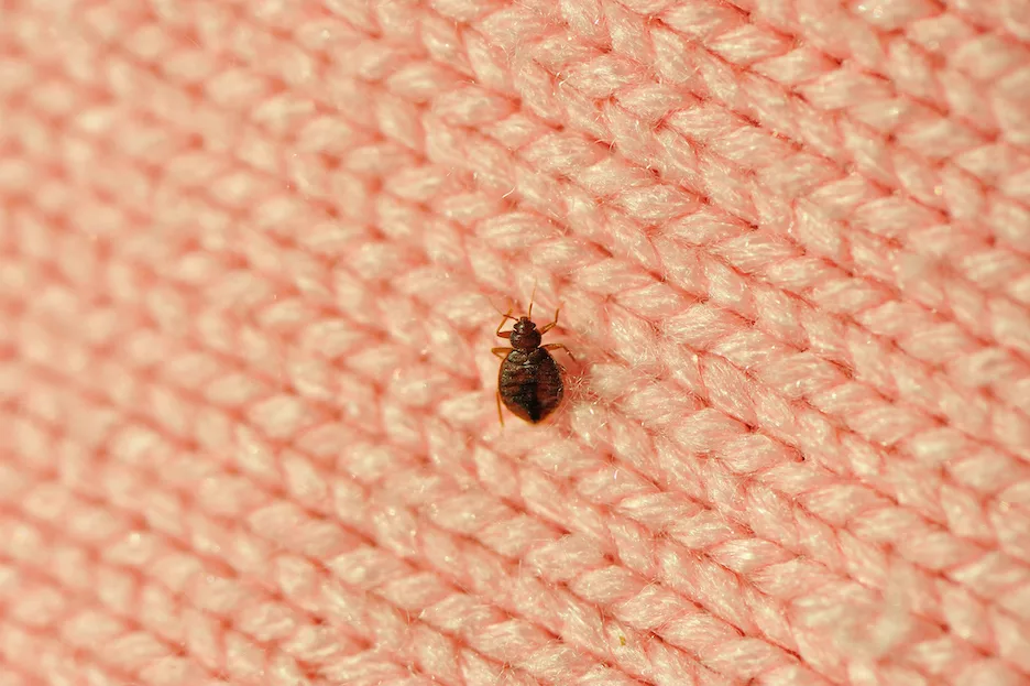 What Do Bed Bugs Look Like? Bed Bug Identification Tips