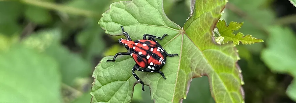 spotted lantern fly on a leaf