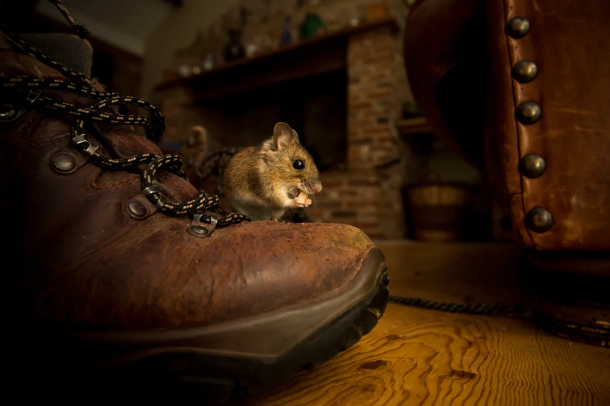 Common Mouse Trap Mistakes You're Making