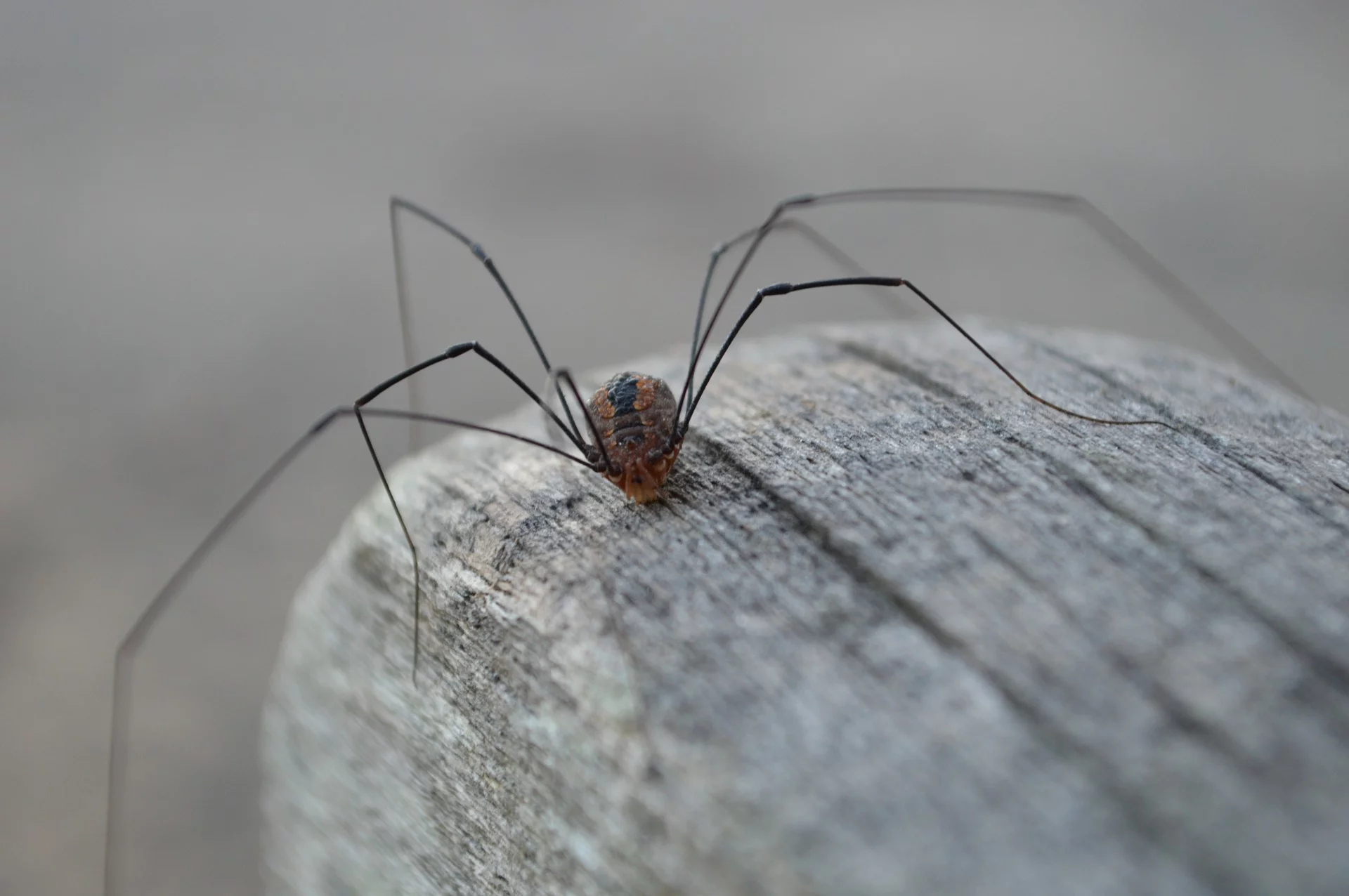 Are Daddy Long Legs Poisonous?