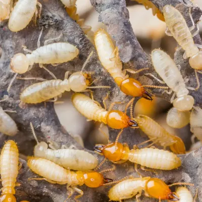 group of termites