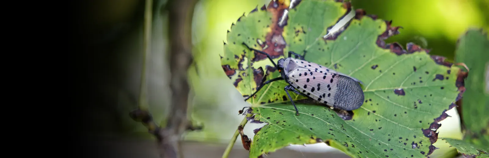 spotted lantern fly
