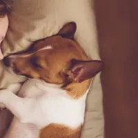 Dog sleeping next to a young child