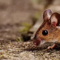 Brown mouse 