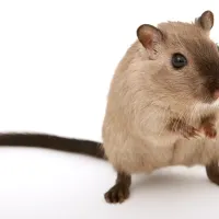 mouse on a white background