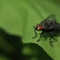 Fly sitting on a leaf 