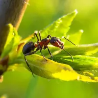 Ant sitting on a leaf