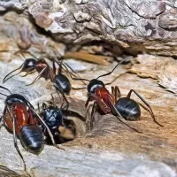 black and brow ants on a log