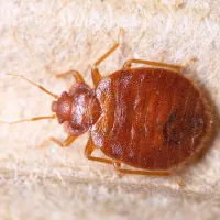 bed bug on a tan surface