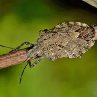 Stink bug on small branch