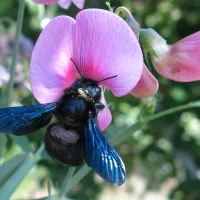 carpenter bee on a purple flower