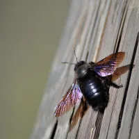 carpenter bee on brown deck